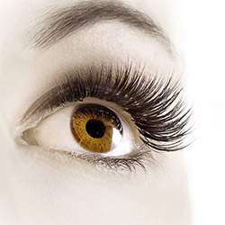 Luxus Lashes Wimpern